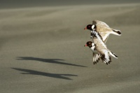 Kulik cernohlavy - Thinornis cucullatus - Hooded Plover 1634